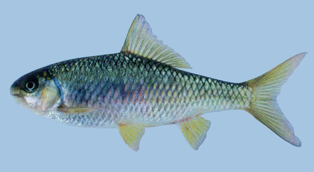 Scaphiodonichthys burmanicus