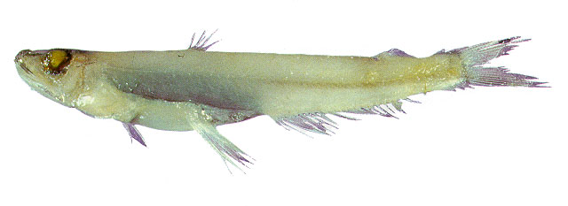 Scopelarchoides danae