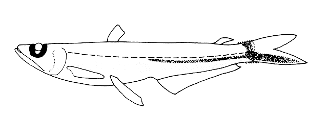 Scopelarchoides danae