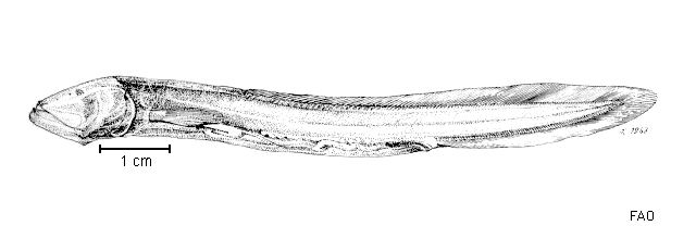 Sciadonus pedicellaris