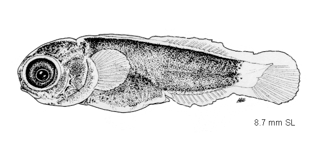 Scorpaenichthys marmoratus