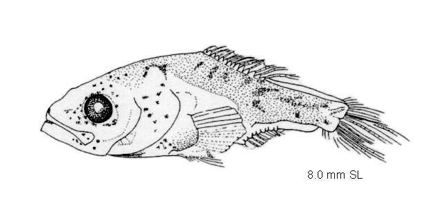 Scopelogadus bispinosus