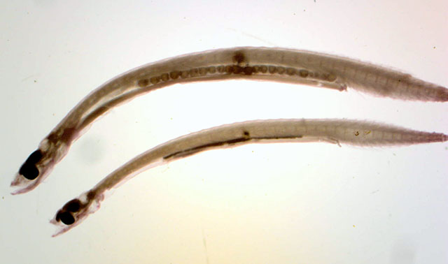 Schindleria nigropunctata