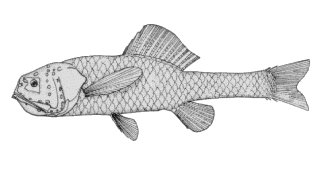 Scopeloberyx opisthopterus
