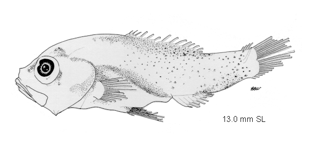 Scopeloberyx robustus