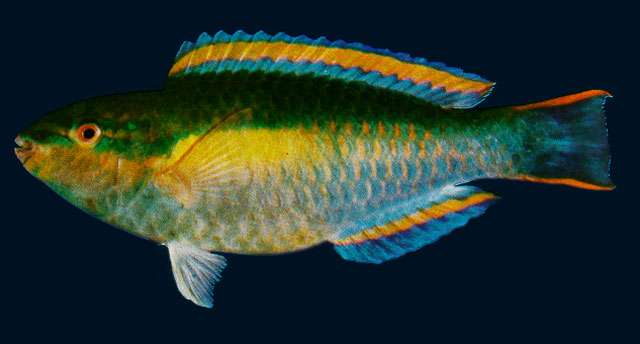 Scarus taeniopterus