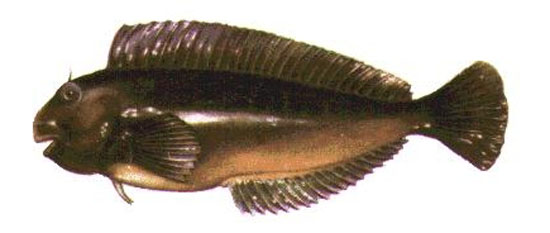 Scartichthys viridis
