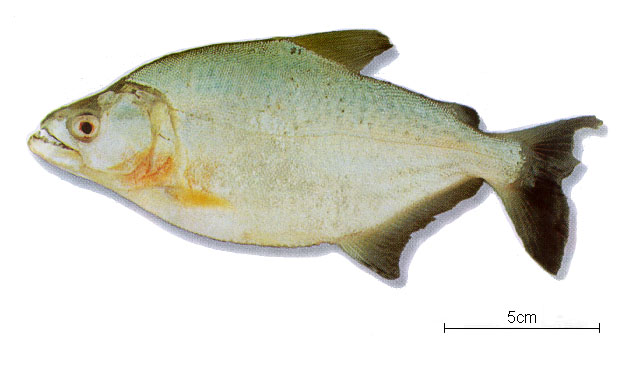 Serrasalmus elongatus