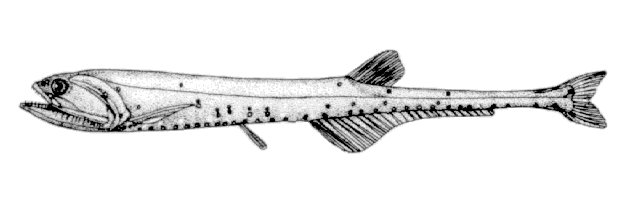 Sigmops gracilis