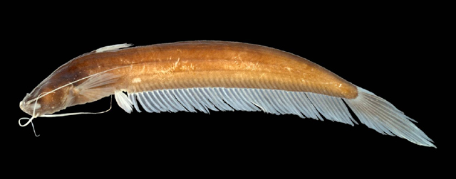 Silurichthys ligneolus