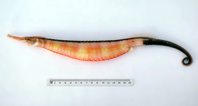 Solegnathus dunckeri
