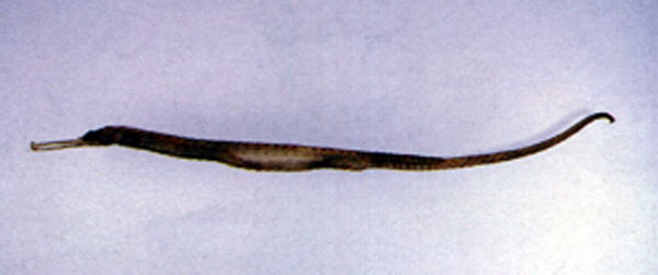 Solegnathus hardwickii