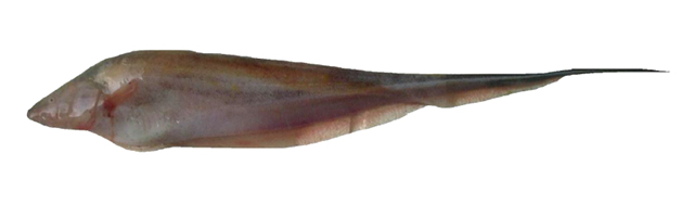 Sternopygus arenatus