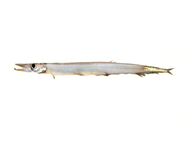 Stemonosudis elegans