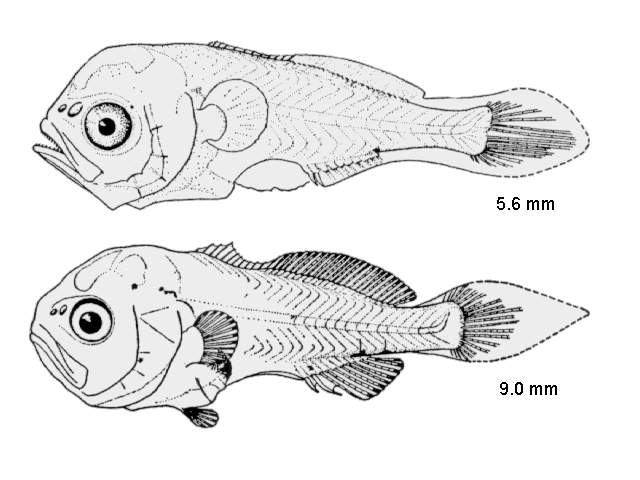Stellifer lanceolatus