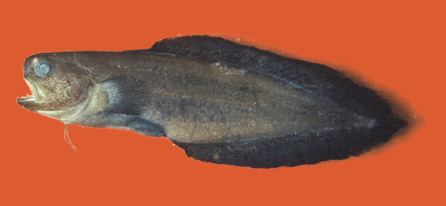 Stygnobrotula latebricola