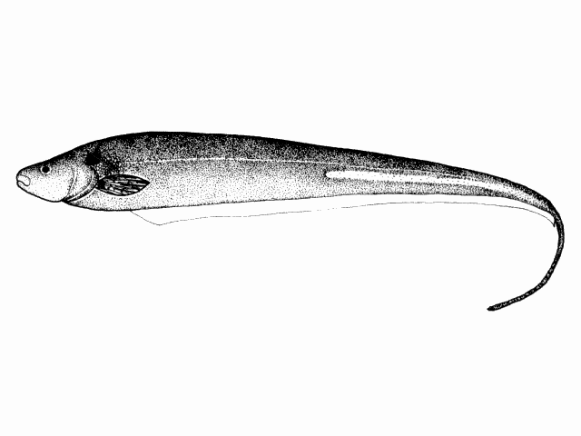 Sternopygus macrurus