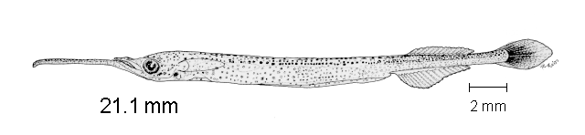 Strongylura scapularis