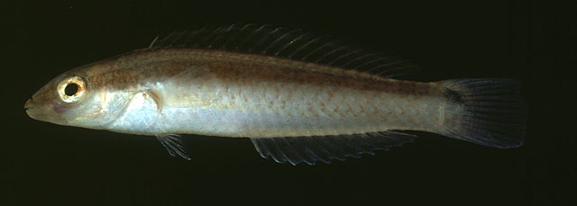 Suezichthys gracilis