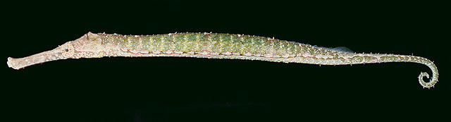 Syngnathoides biaculeatus