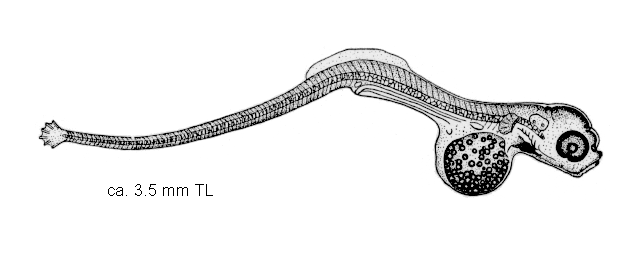 Syngnathus fuscus