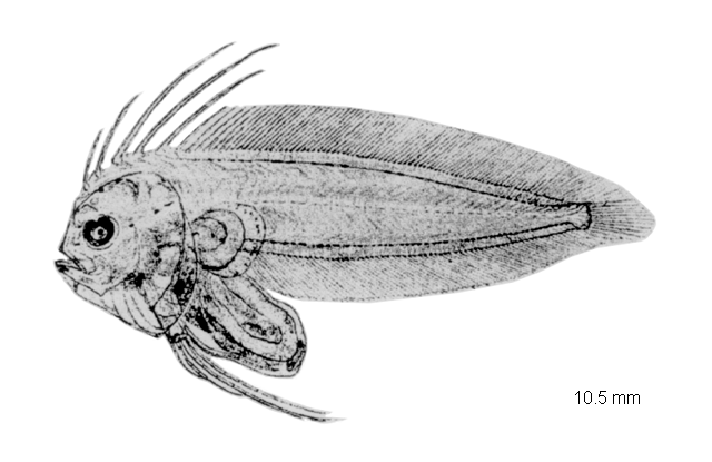 Symphurus ligulatus