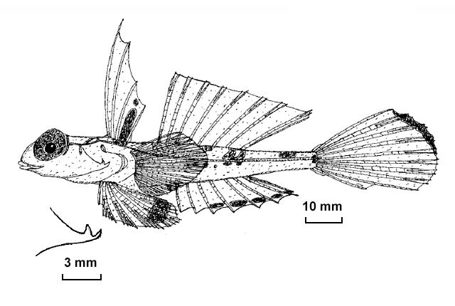 Synchiropus orstom