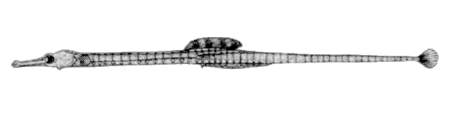 Syngnathus pelagicus