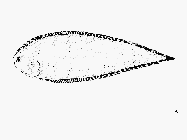 Symphurus prolatinaris