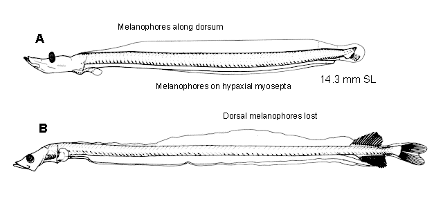 Tactostoma macropus