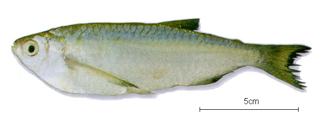 Triportheus albus