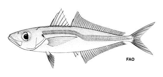 Trachurus mediterraneus