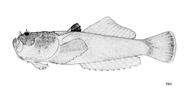 Uranoscopus cognatus