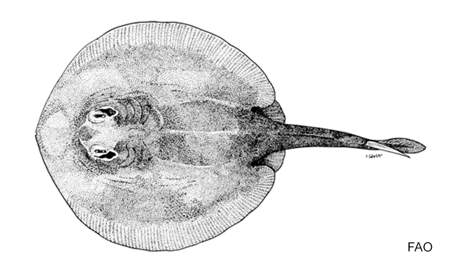 Urolophus javanicus
