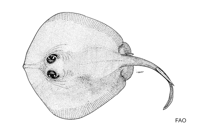 Urolophus kaianus