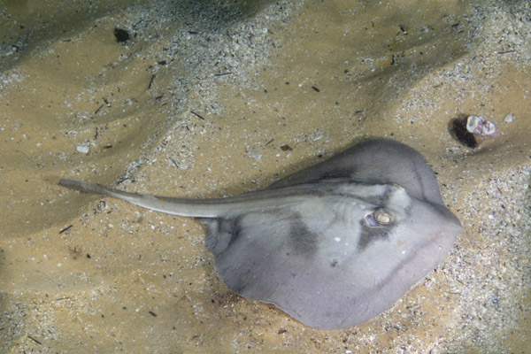 Urolophus kapalensis