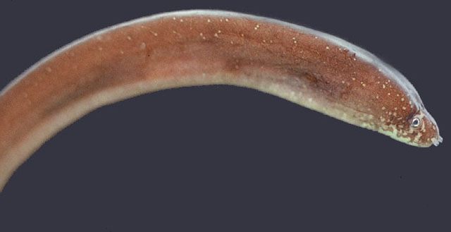 Uropterygius macularius