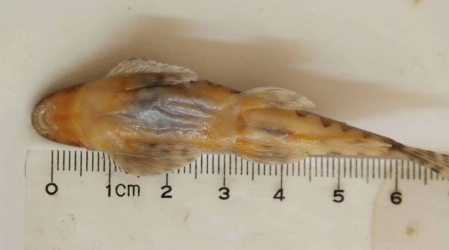 Vanmanenia pingchowensis