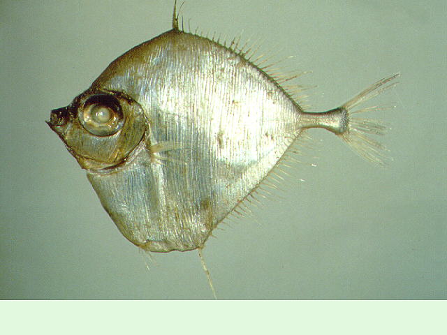 Xenolepidichthys dalgleishi