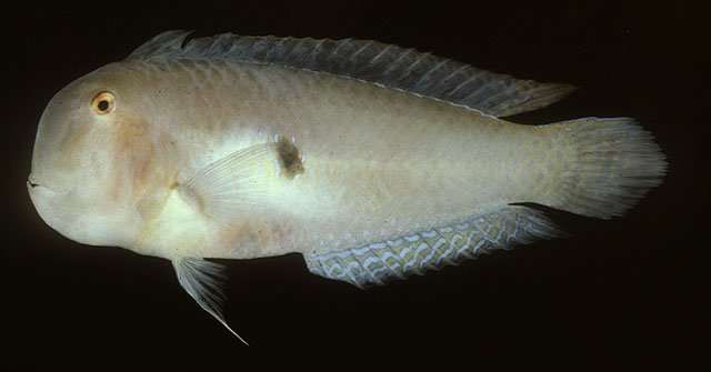 Iniistius bimaculatus