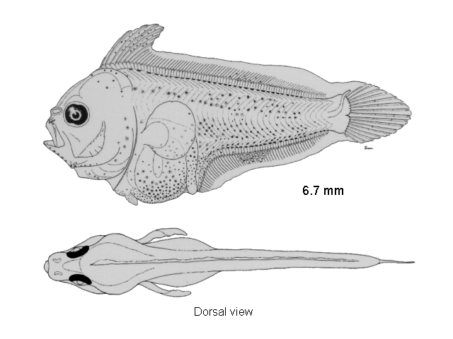 Xystreurys liolepis