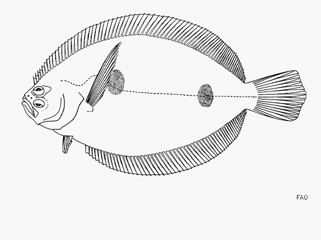 Xystreurys liolepis