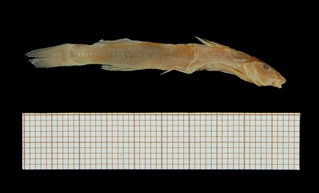Zaireichthys flavomaculatus