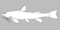 Image of Acrochordonichthys septentrionalis (Maeklong chameleon catfish)