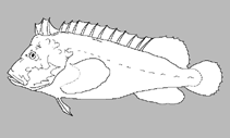 Image of Paraploactis intonsa (Bearded velvetfish)