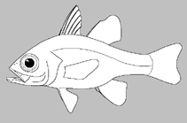 Image of Gymnapogon velum (Highfin cardinalfish)