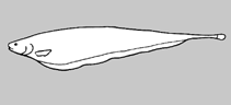 Image of Sternarchorhynchus montanus (Montanus tube-snouted ghost knifefish)