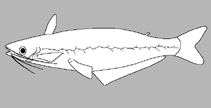 Image of Trachelyopterus cratensis 