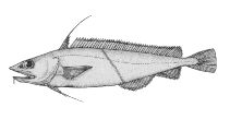 Image of Antimora microlepis (Finescale mora)
