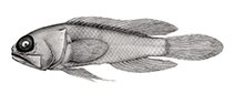 Image of Anoptoplacus pygmaeus (Pygmy jawfish)